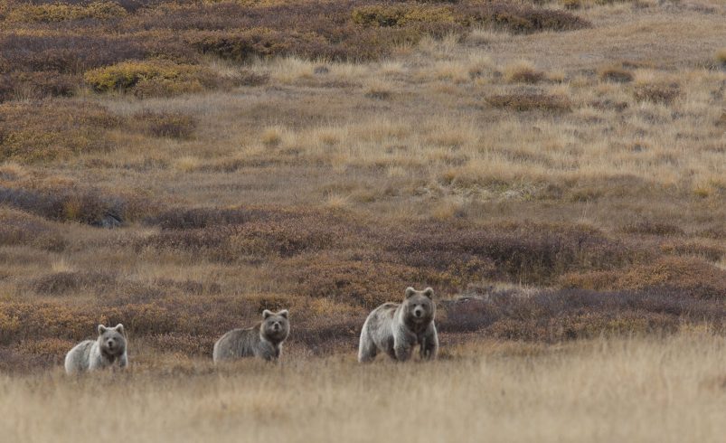 Pakistan’s National Parks – A Natural Paradise for Explorers