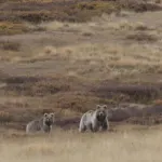 Deosai National Park
