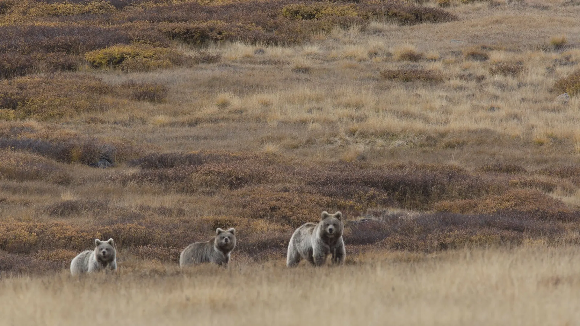 Deosai National Park