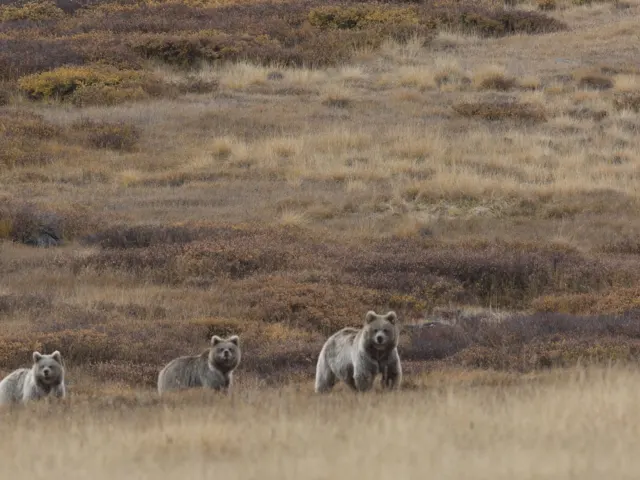 Deosai National Park