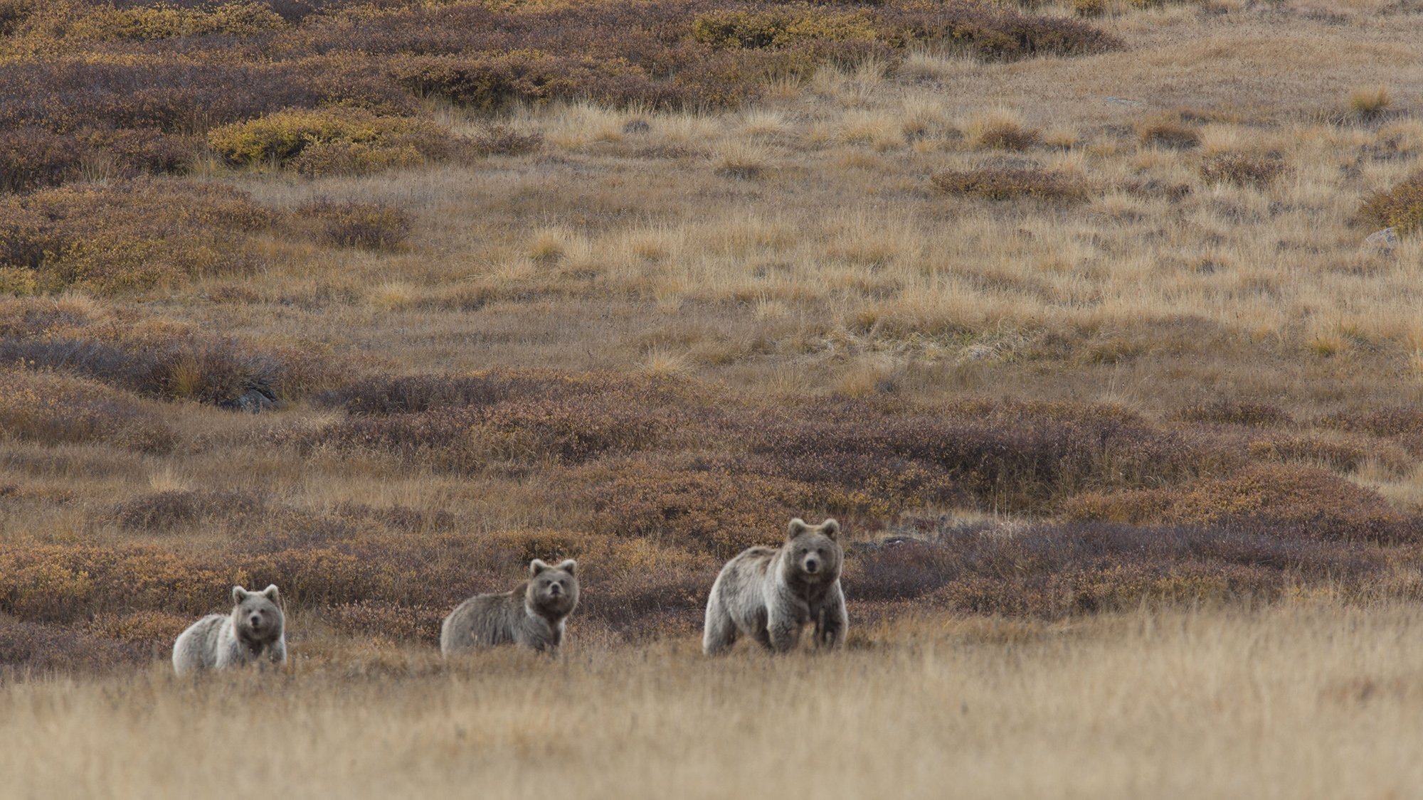 Discovering Deosai National Park – A Land of Untamed Beauty
