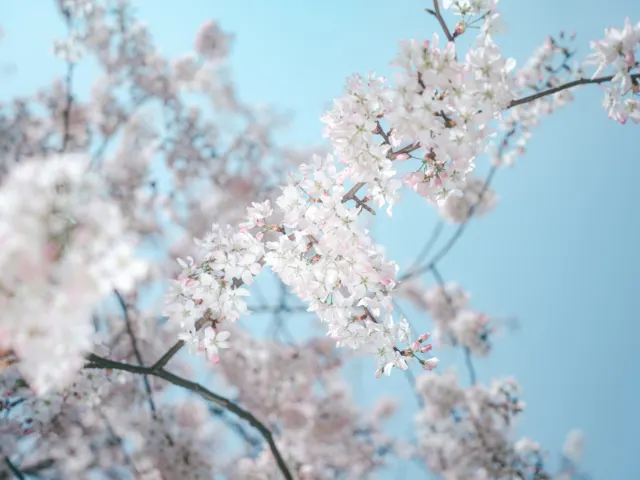 Cherry blossoms in spring, similar to Hunza's spring bloom season