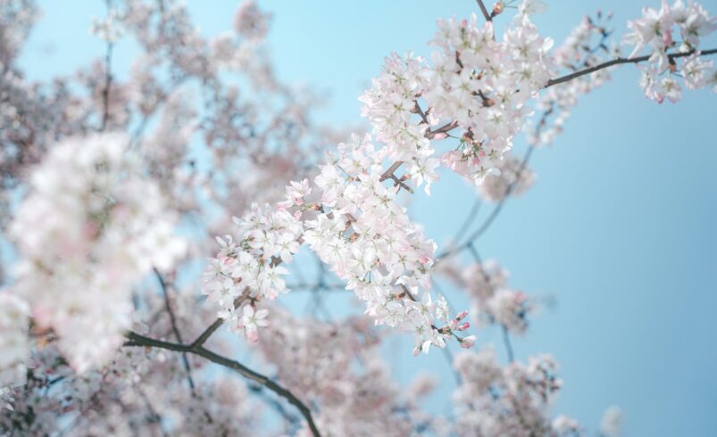 Cherry blossoms in spring, similar to Hunza's spring bloom season