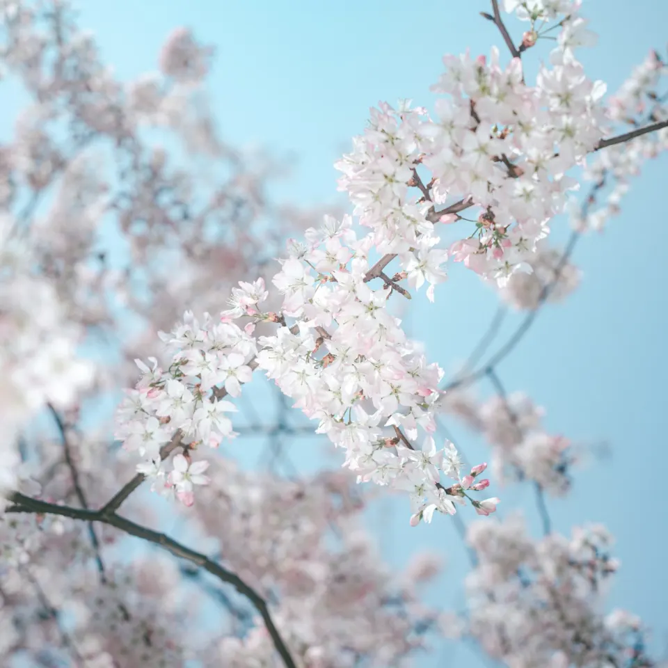 Cherry blossoms in spring, similar to Hunza's spring bloom season