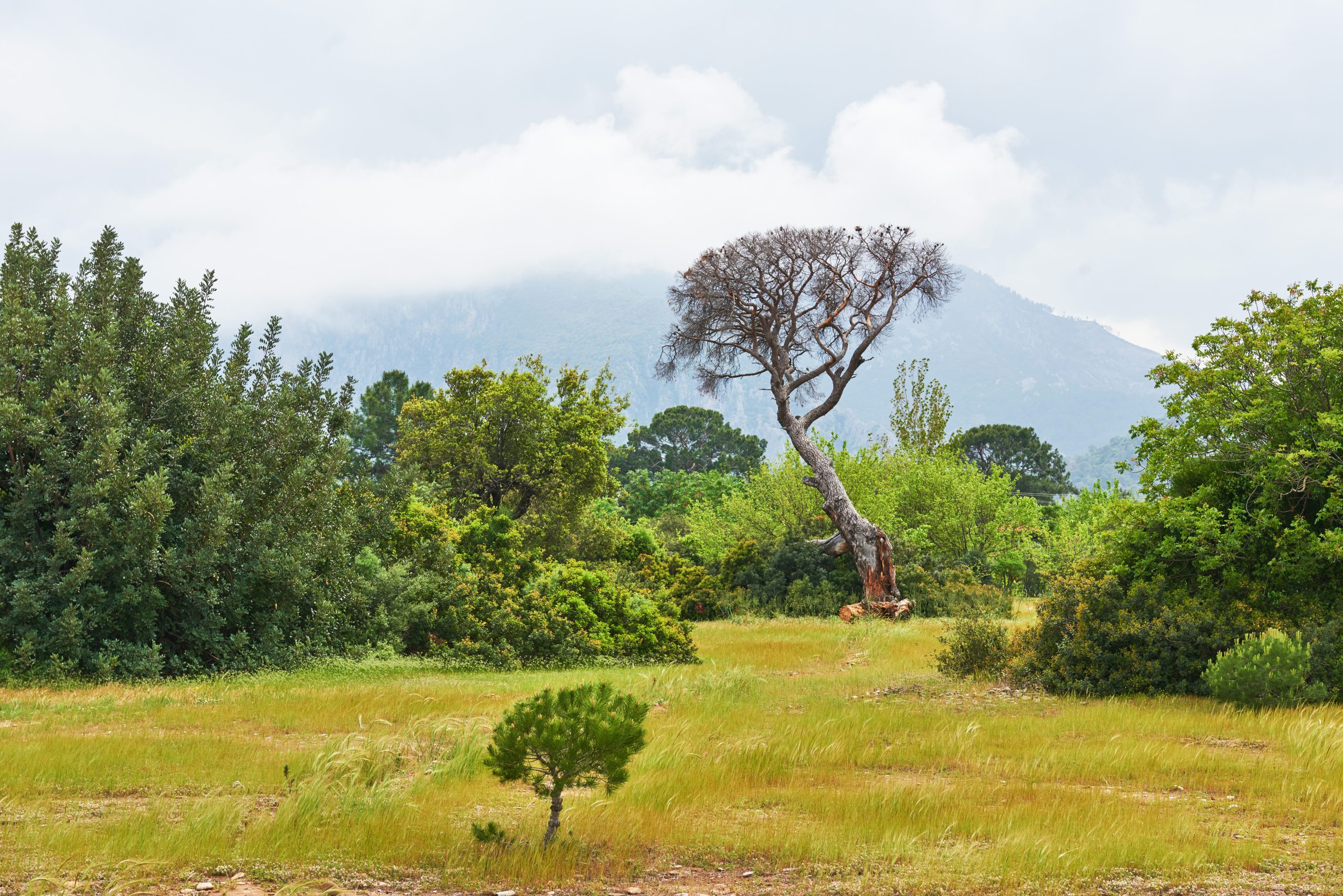 Wildlife Conservation Efforts in Pakistan’s National Parks