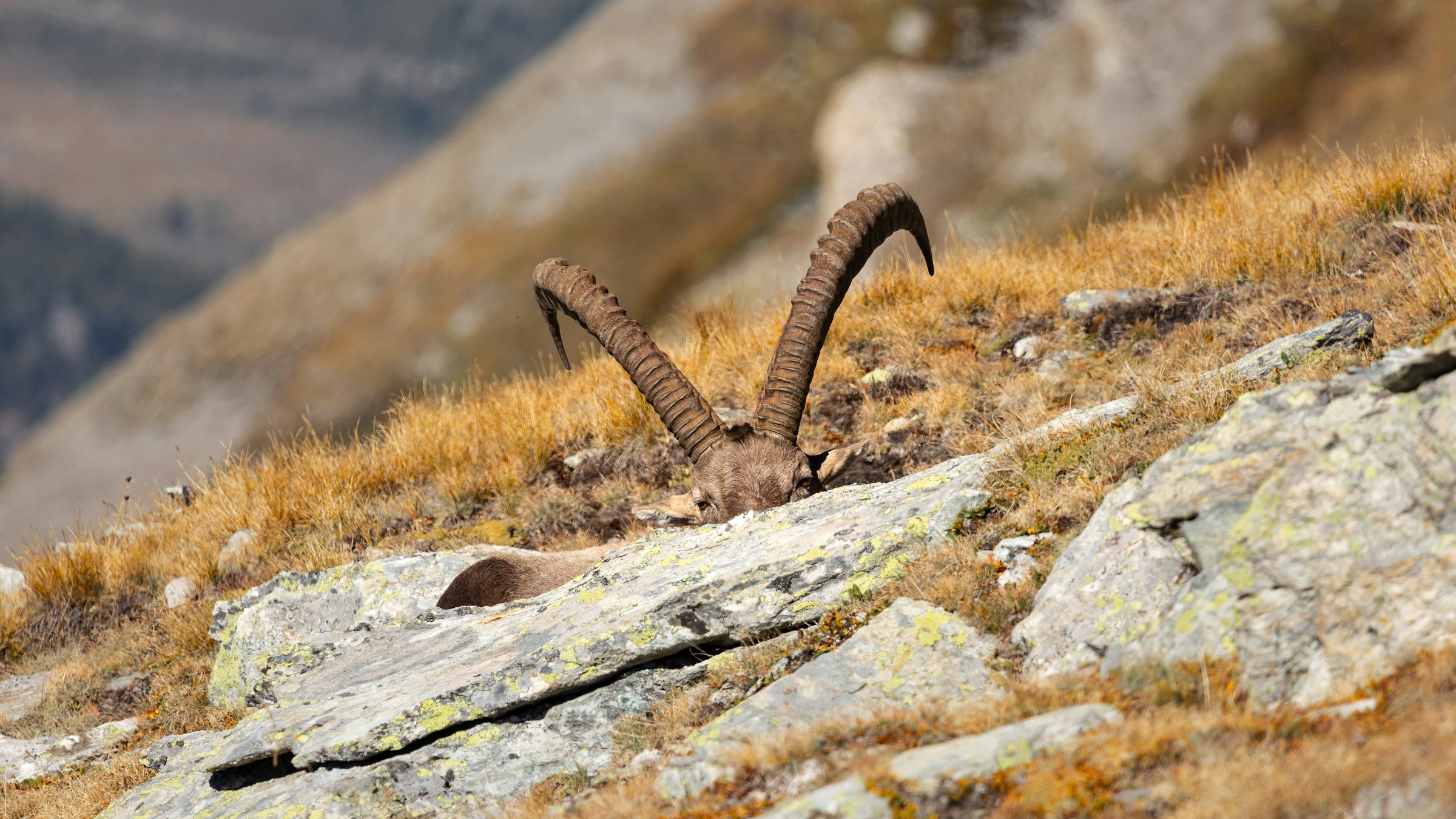 Wildlife Conservation Efforts in Pakistan’s National Parks