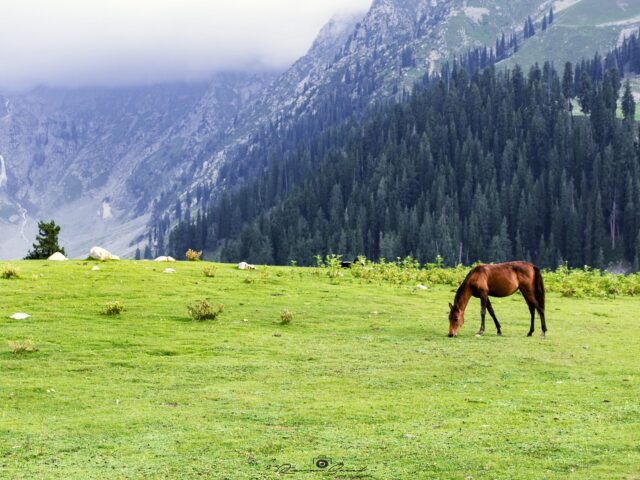 jahaz banda