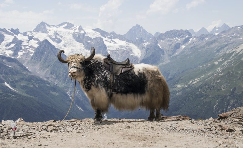 Misgar Valley: The Hidden Jewel of Hunza’s Northern Frontier