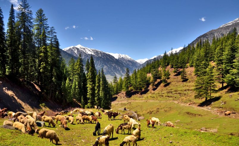 Utror Valley Travel Guide: Explore Swat’s Scenic Hidden Gem