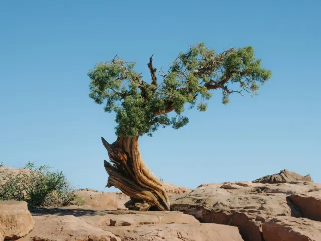 An ancient tree growing among rocks in arid terrain, similar to Ziarat Juniper Forest, Balochistan, Pakistan