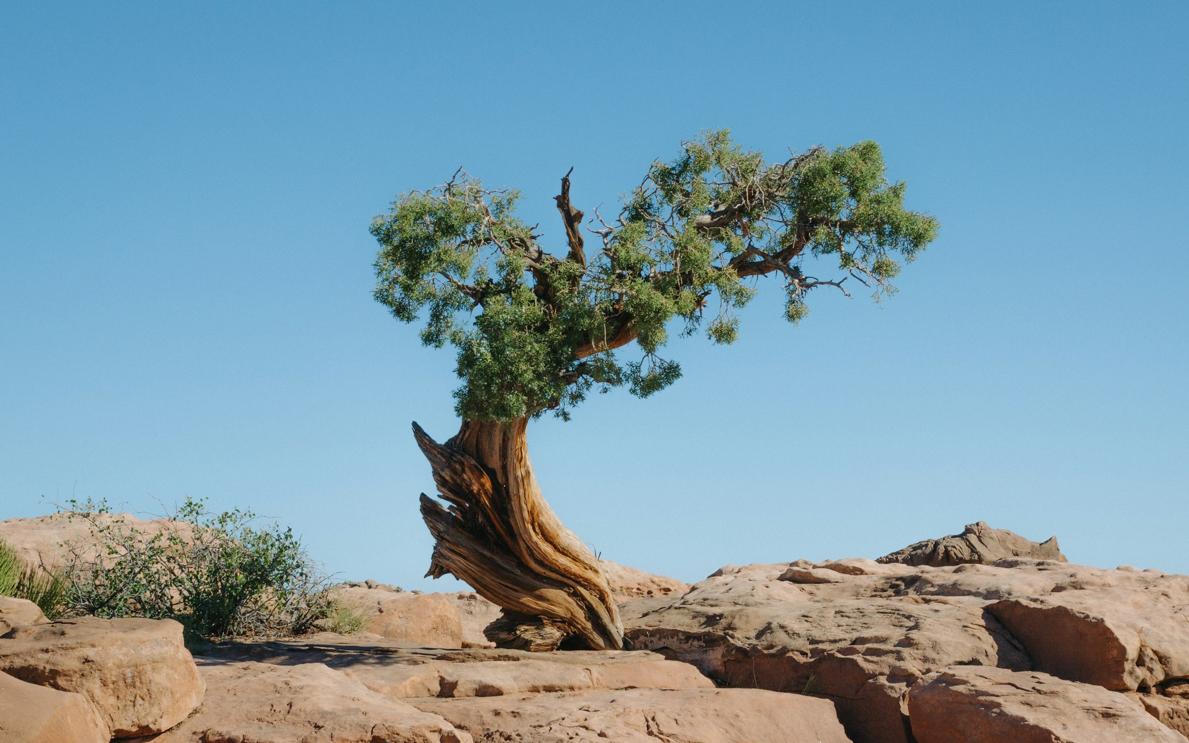 An ancient tree growing among rocks in arid terrain, similar to Ziarat Juniper Forest, Balochistan, Pakistan