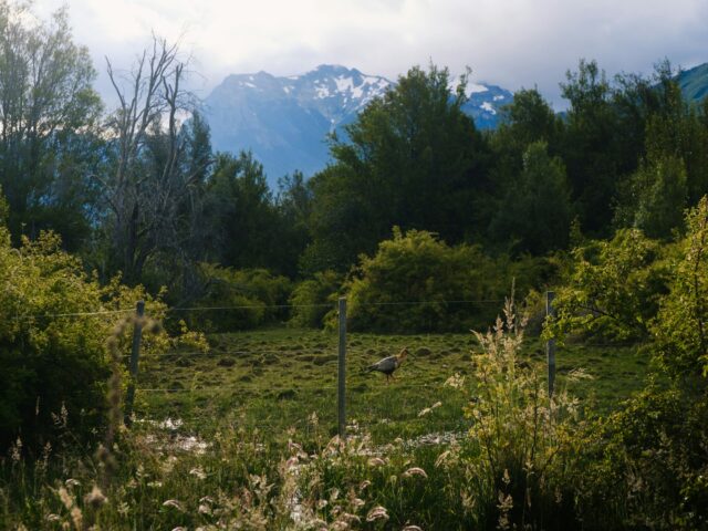 A green meadow leading to mountains and trees, similar to Manshi Top, Sharan Forest, Pakistan