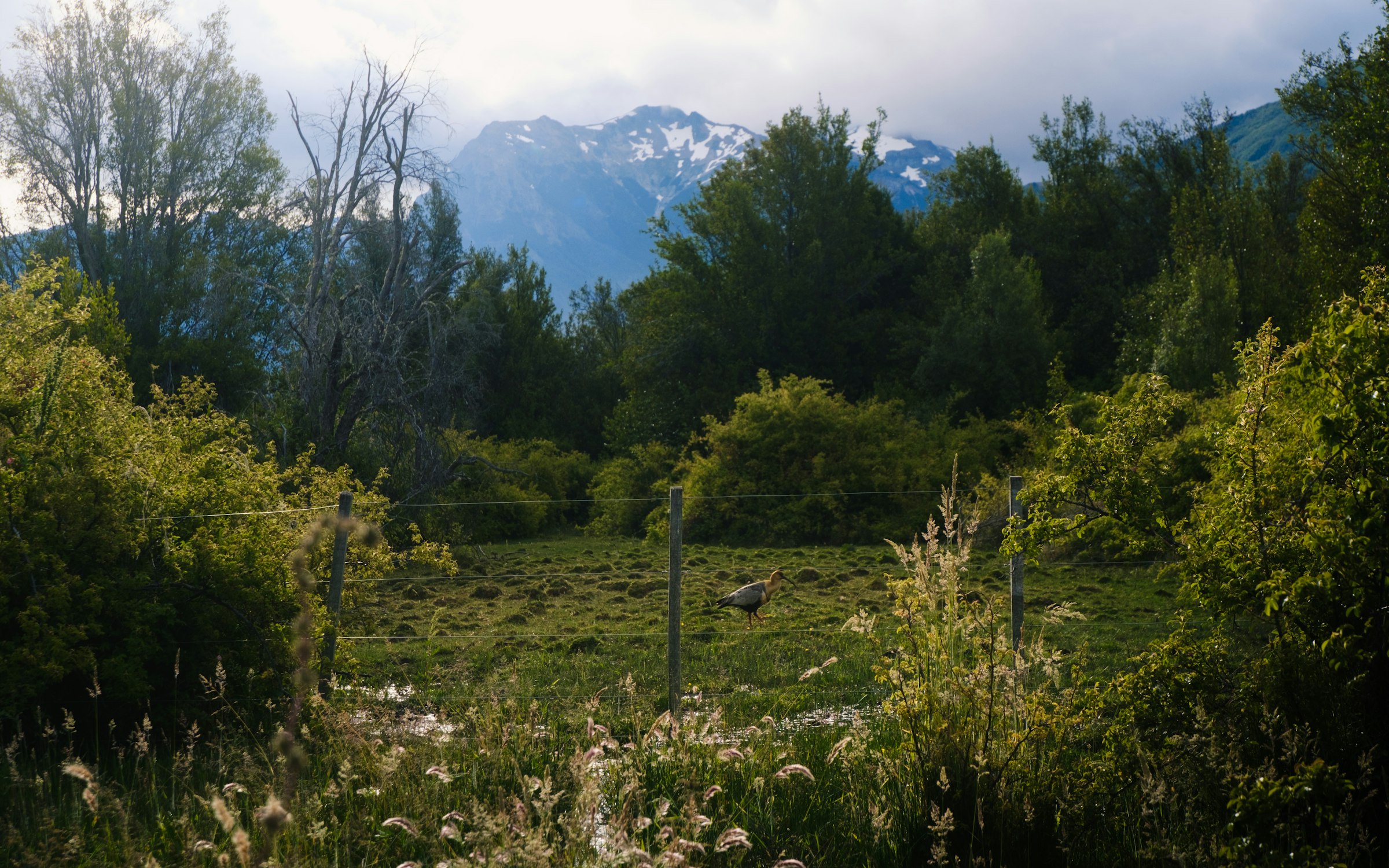 A green meadow leading to mountains and trees, similar to Manshi Top, Sharan Forest, Pakistan