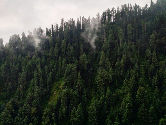 Forested hillside in Ayubia National Park in the Galyat region