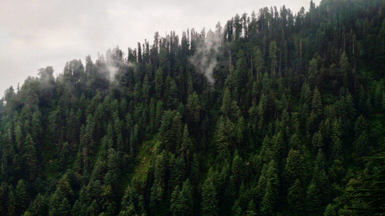 Forested hillside in Ayubia National Park in the Galyat region