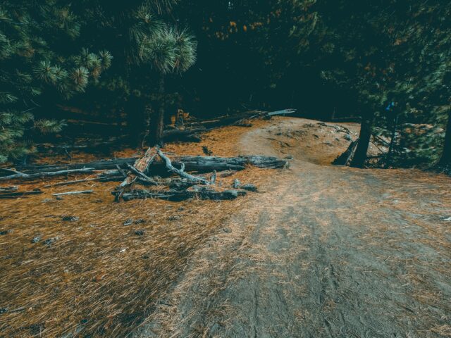 Forest trail on the trek between Beyal Camp and Fairy Meadows