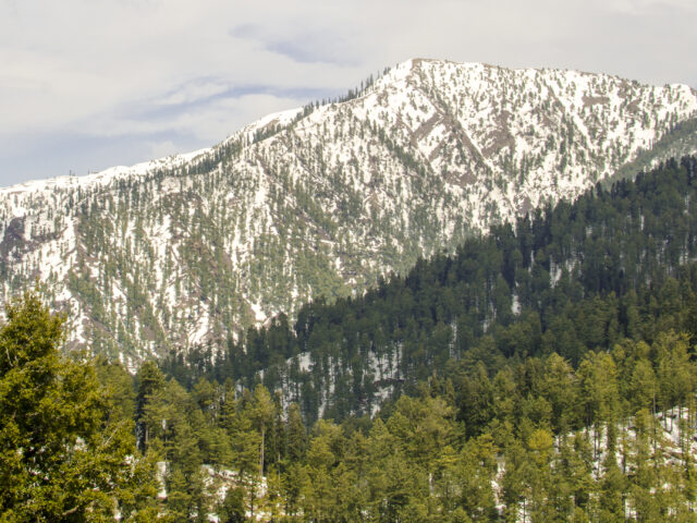 Forested slopes leading to Miranjani peak above Nathia Gali in the Galyat region