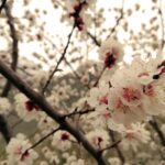 Apricot trees in full blossom in Hunza Valley in April