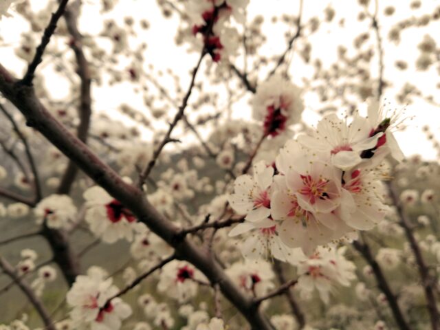 Apricot trees in full blossom in Hunza Valley in April