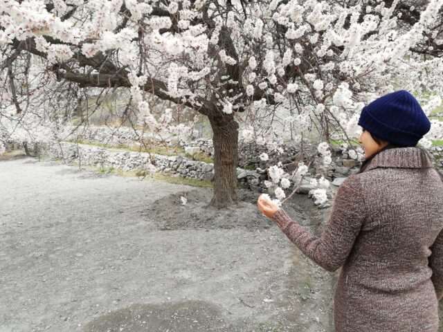 Apricot trees in blossom in Hunza Valley in spring